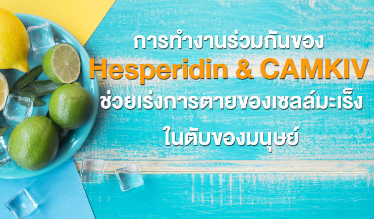 Hesperidin และ CAMKIV ช่วยเร่งการตายของเซลล์มะเร็งในตับของมนุษย์