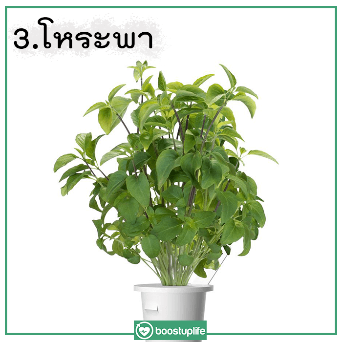 8ผักไทยใกล้ตัว ใช้ป้องกันมะเร็ง