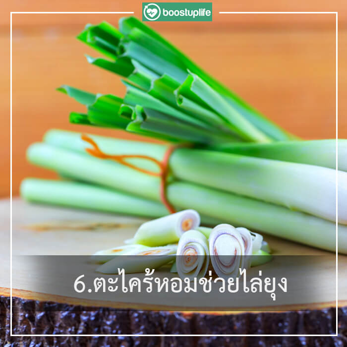 7วิธีป้องกัน ไข้เลือดออก